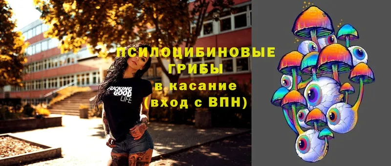 Галлюциногенные грибы Psilocybe  Адыгейск 